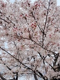 りんかの写メ日記