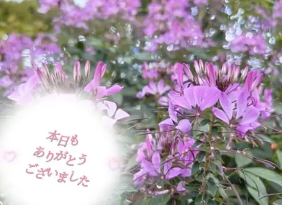 みさの写メ日記