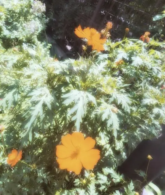 みさの写メ日記