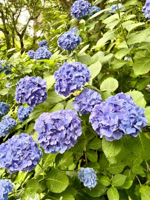 めいの写メ日記