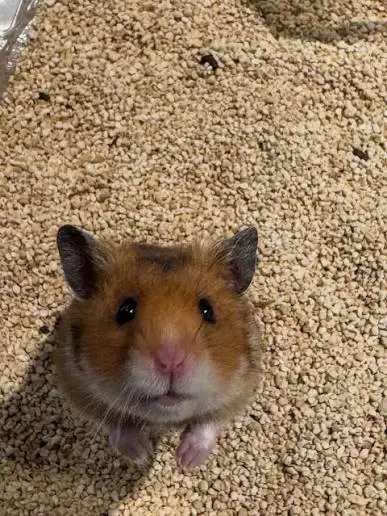 かれんの写メ日記