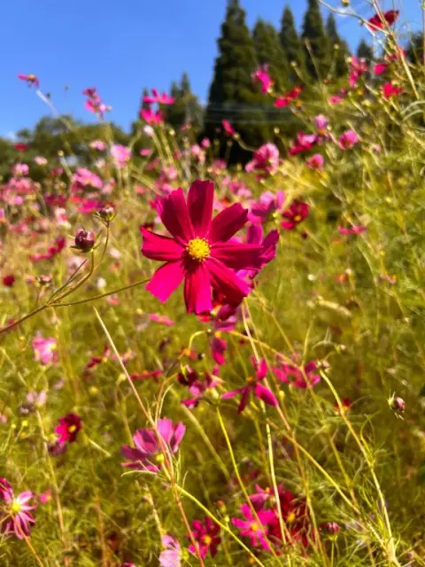繭(まゆ)の写メ日記