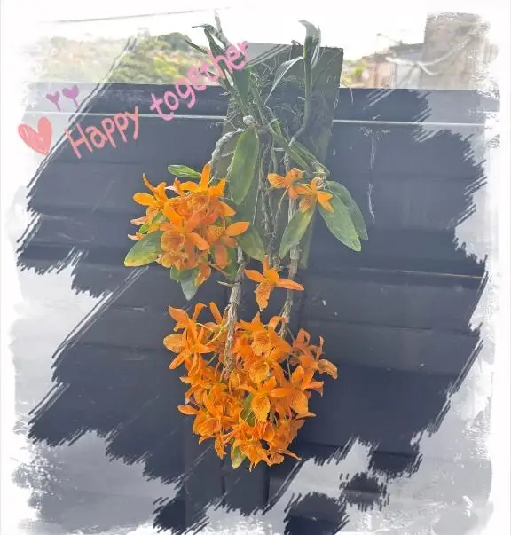 れえなの写メ日記