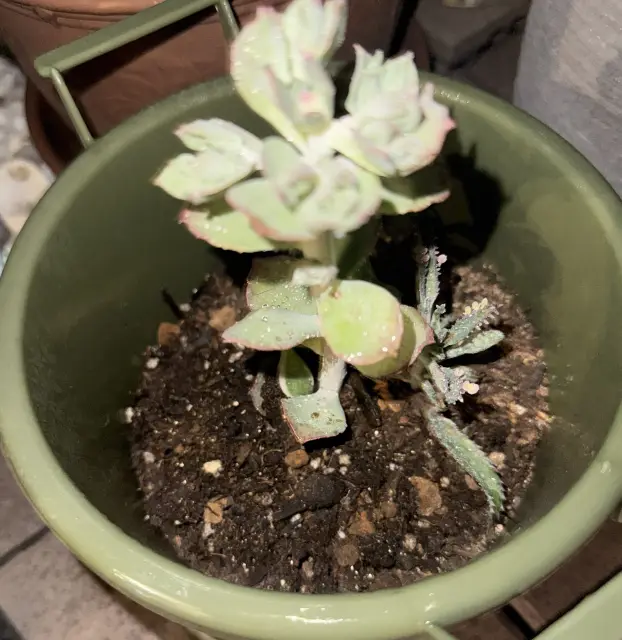 あずさの写メ日記