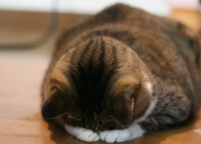 あざみの写メ日記