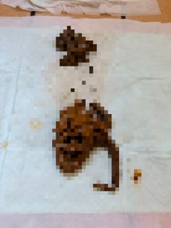 ぼたんの写メ日記