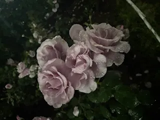 しずくの写メ日記
