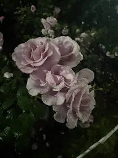 しずくの写メ日記